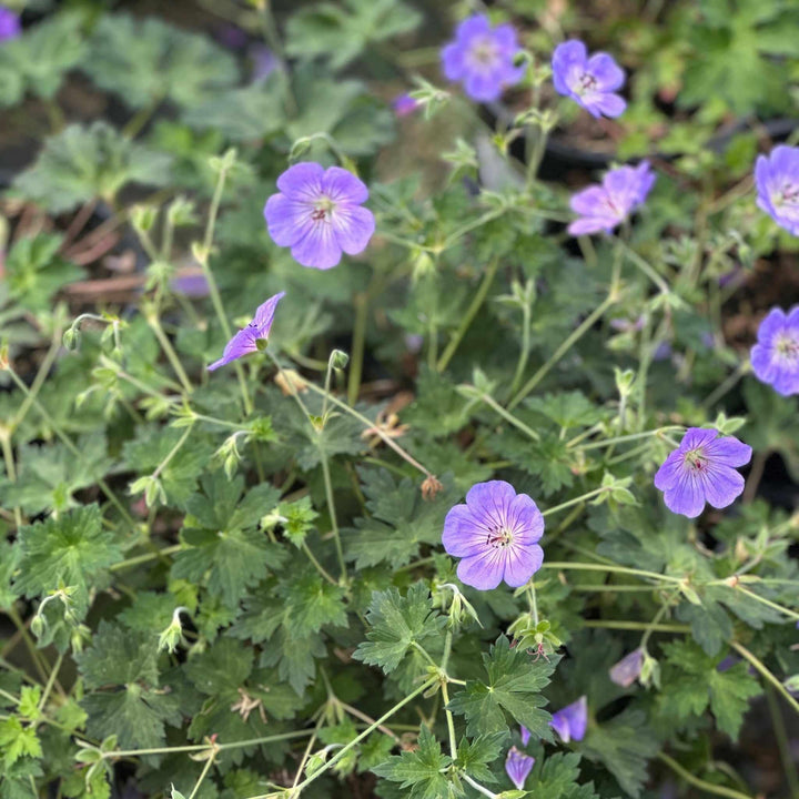 Azure Rush® Cranesbill