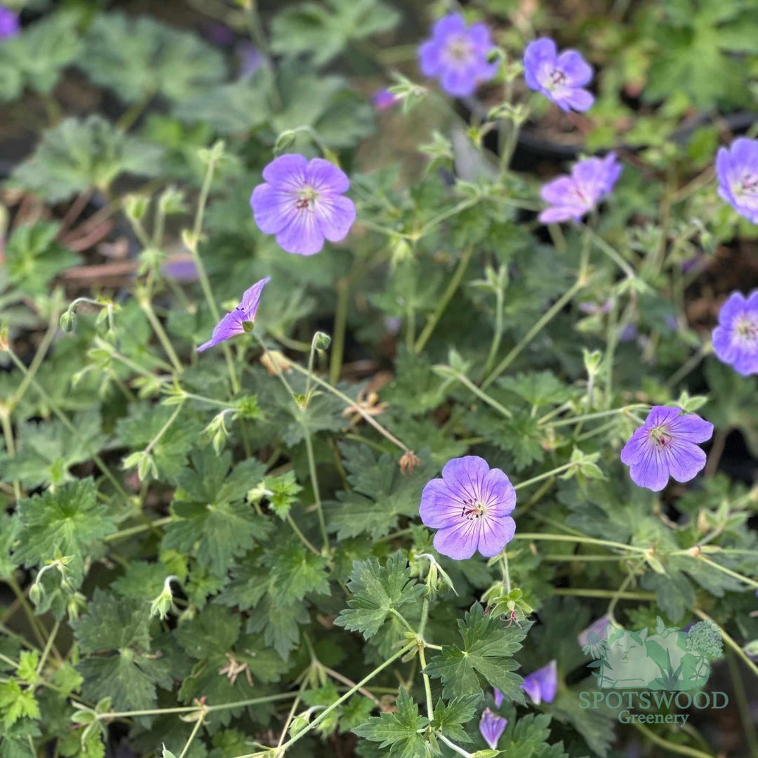 geranium-azure-rush