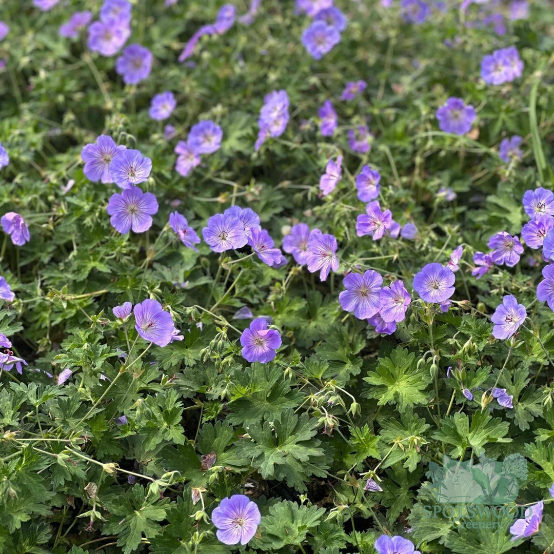 geranium-azure-rush