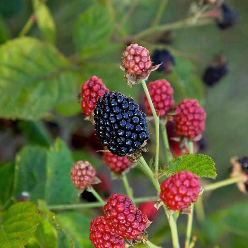 Baby Cakes® Dwarf Thornless Blackberry