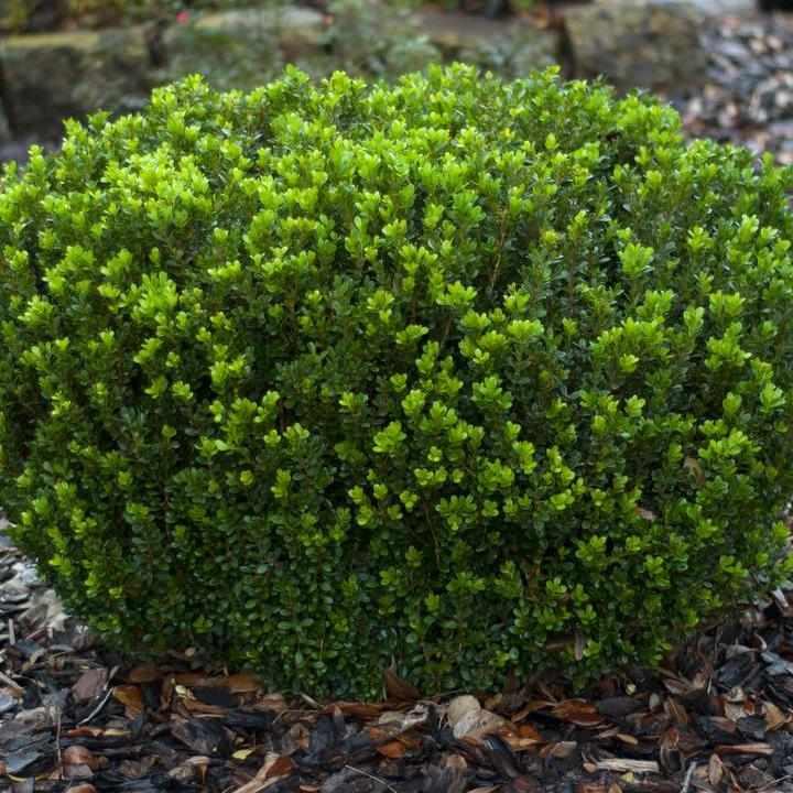 Baby Gem Boxwood