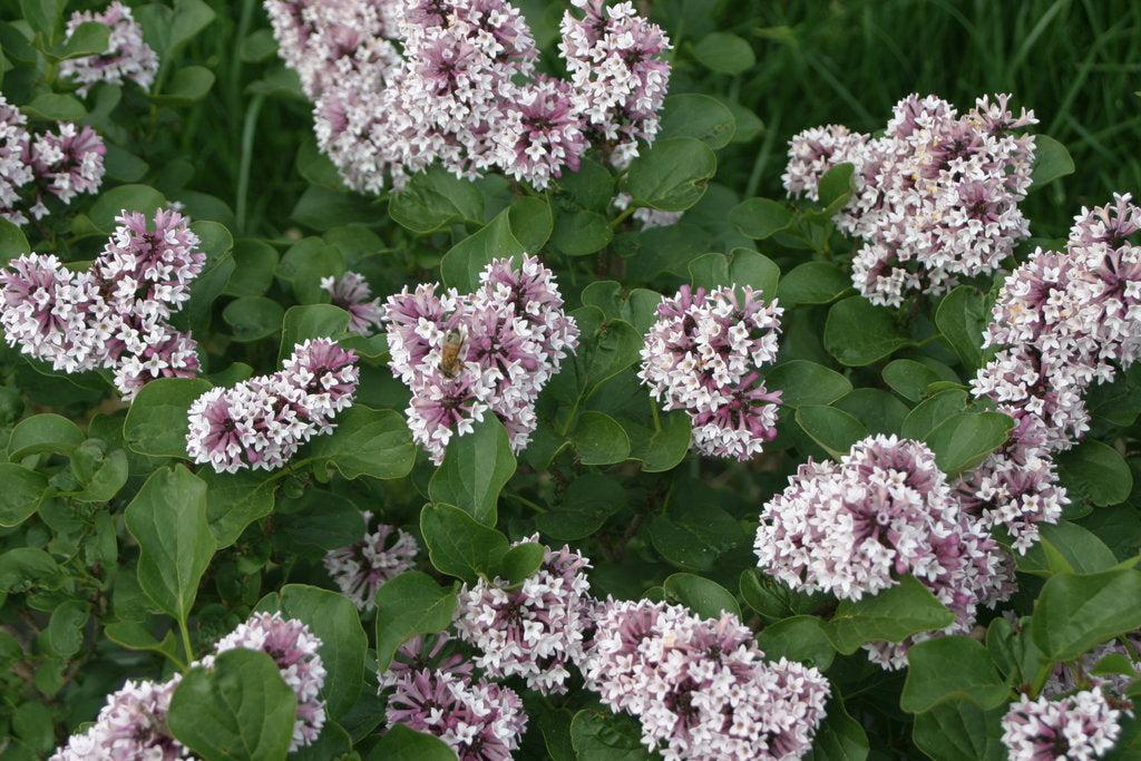 Baby Kim® Lilac