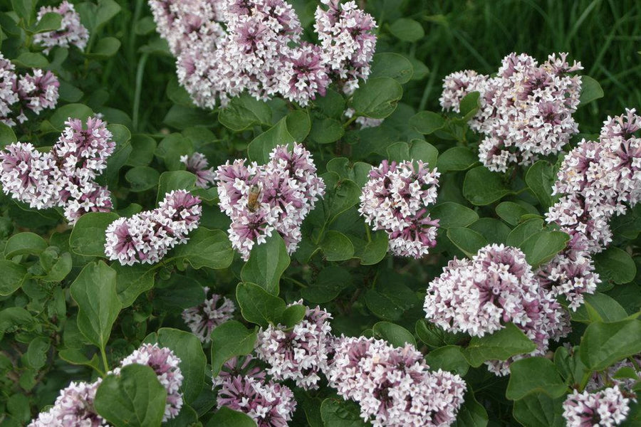 Baby Kim® Lilac
