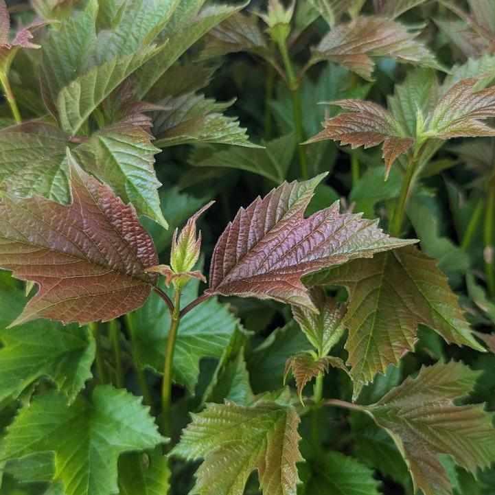 Bailey Compact American Cranberrybush