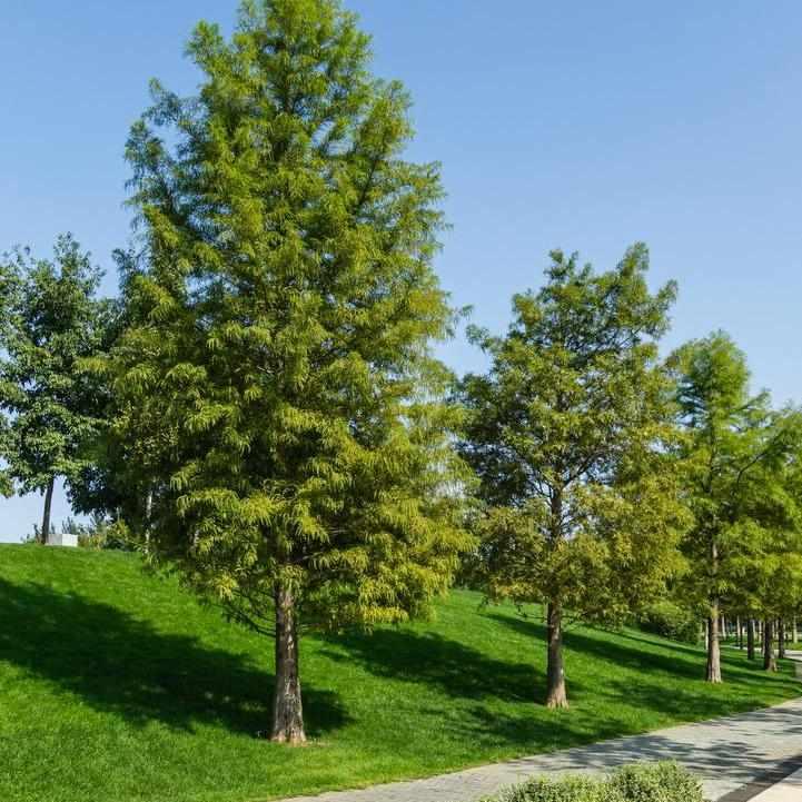 Bald Cypress