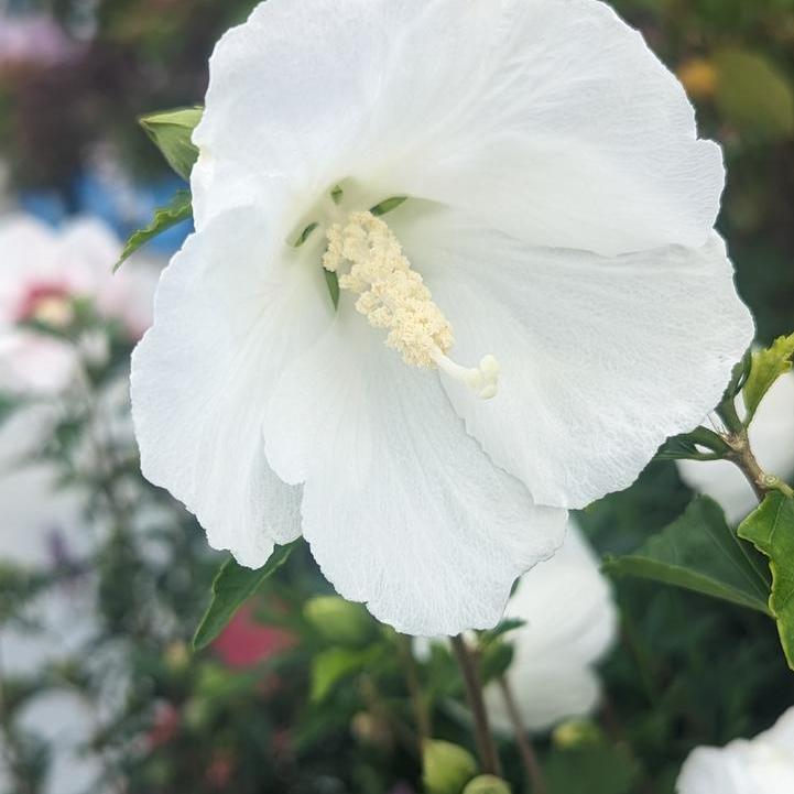 Bali® Rose of Sharon