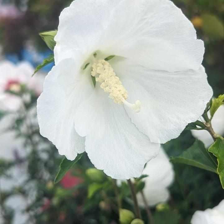 Bali® Rose of Sharon