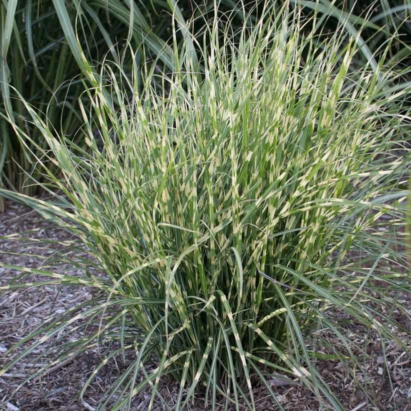 Bandwidth® Sterile Maiden Grass