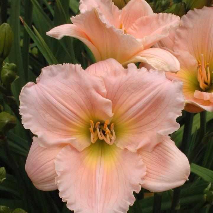 Barbara Mitchell Daylily