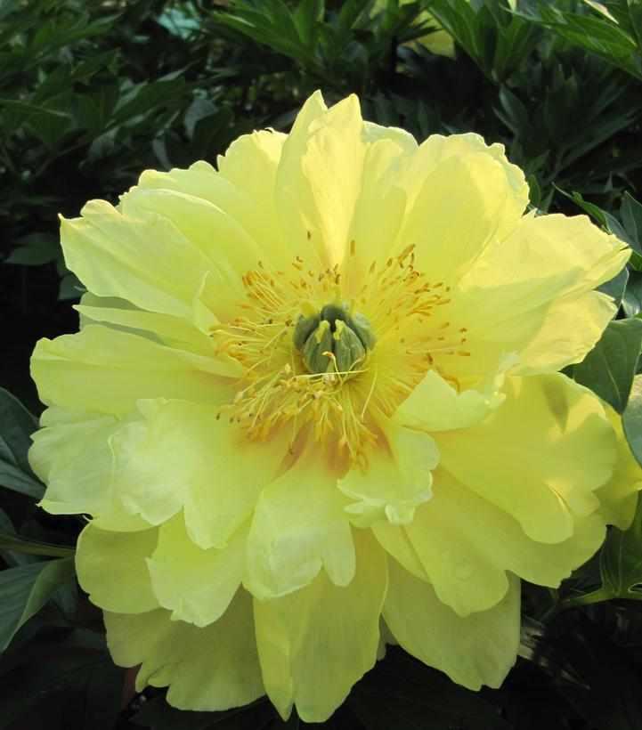 Bartzella Itoh Peony