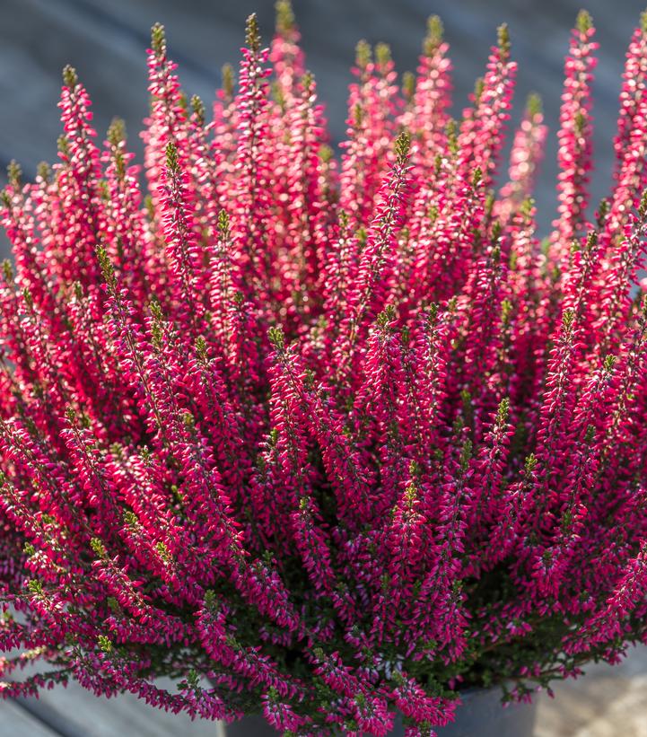 Beauty Ladies Scarlet Heather