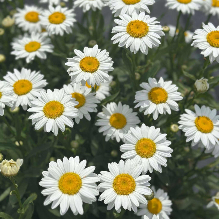 Becky Shasta Daisy
