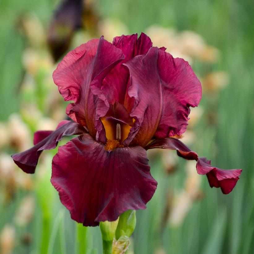 Bernice's Legacy Bearded Iris