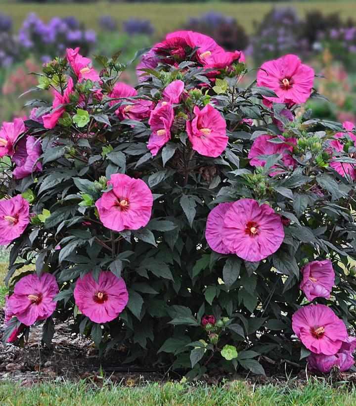 Berry Awesome Rose Mallow