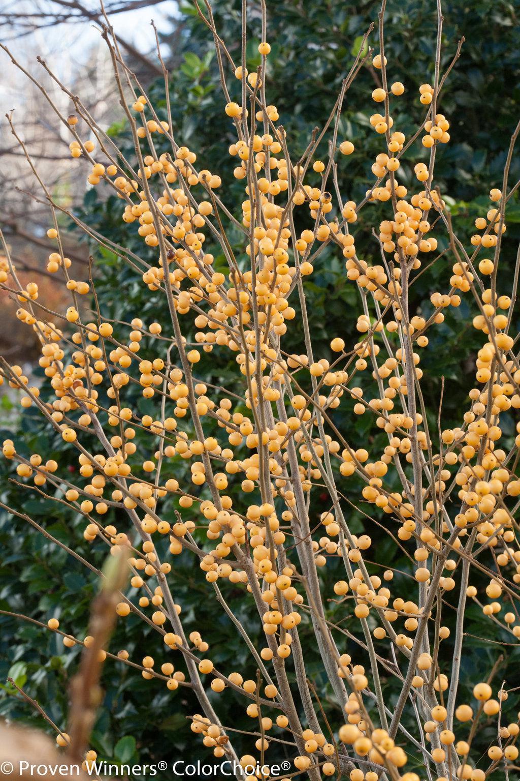 Berry Heavy® Gold Winterberry
