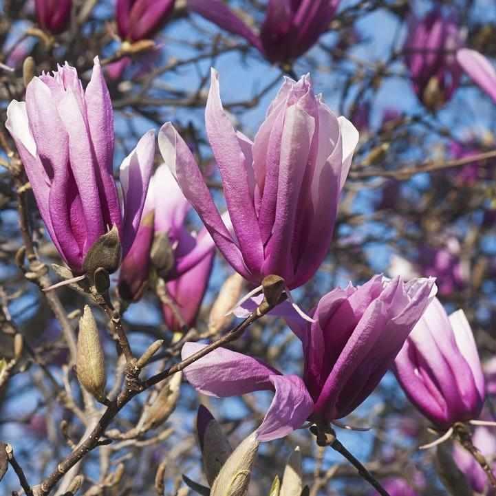 Betty Magnolia
