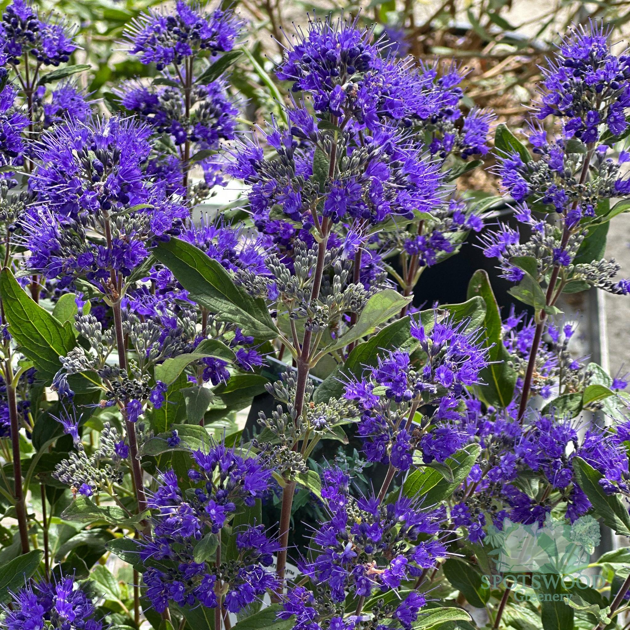 Proven Winners® Beyond Midnight® Bluebeard – Spotswood Greenery