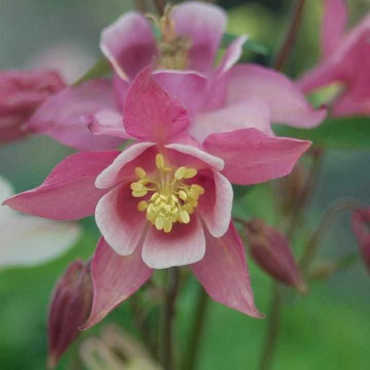 Biedermeir Columbine