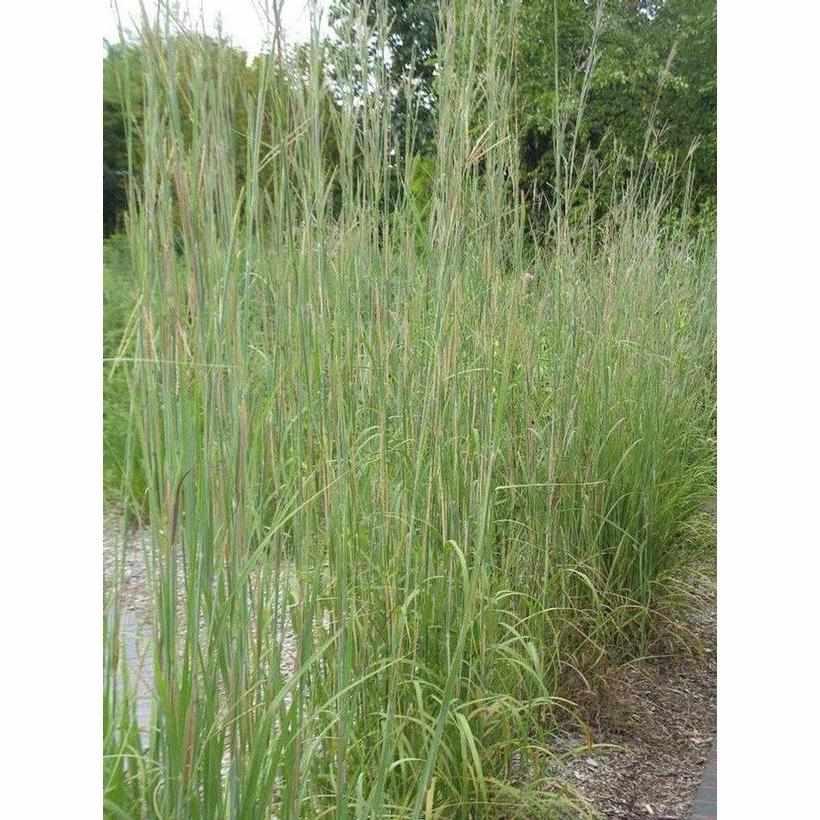 Big Bluestem