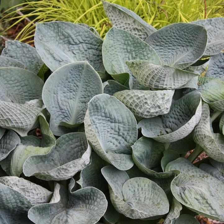 Big Daddy Hosta