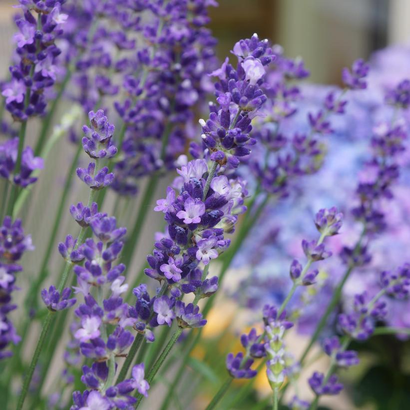 Big Time Blue Lavender