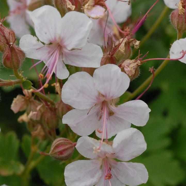 Biokova Cranesbill Geranium