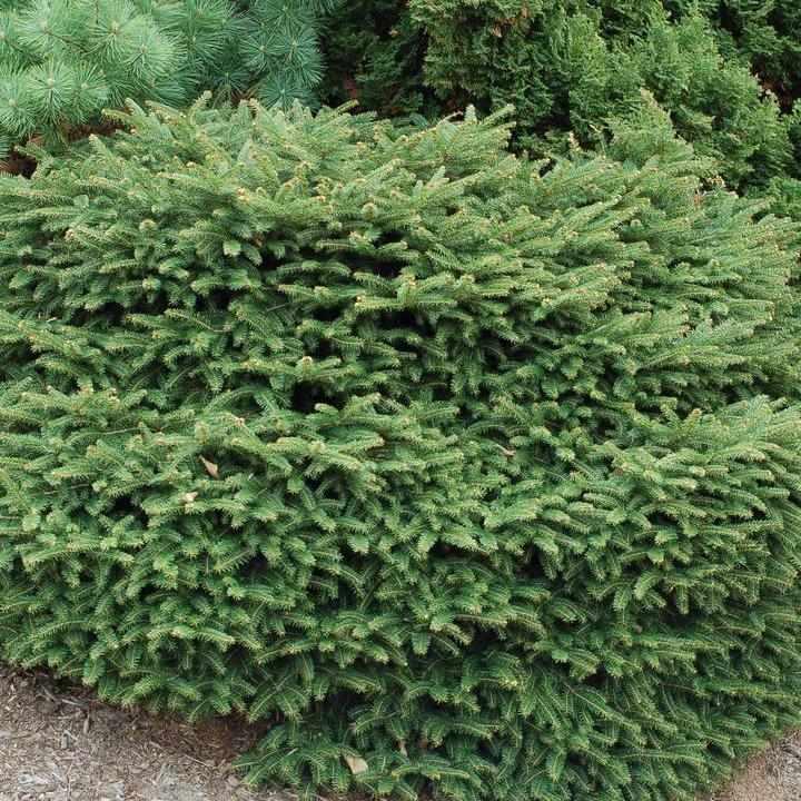 Birds Nest Spruce