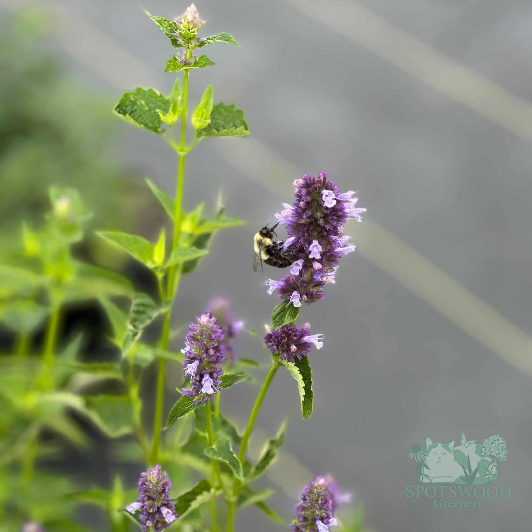 agastache-x-black-adder