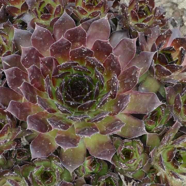 Black Hen & Chicks
