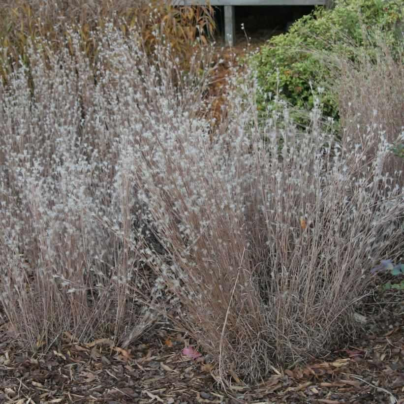 Black Mountain Bluestem