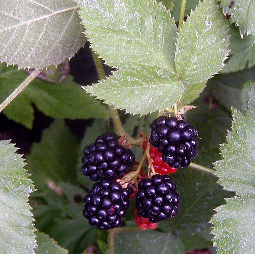 Black Satin Thornless Blackberry