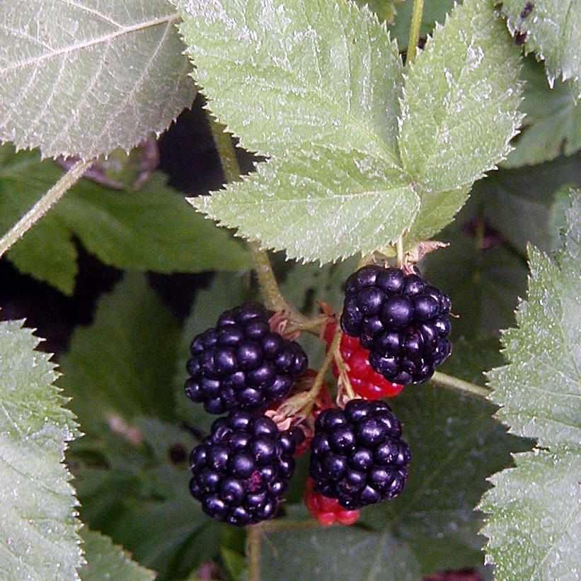 Black Satin Thornless Blackberry