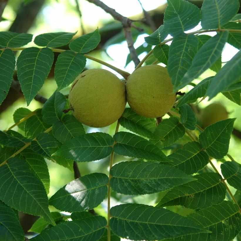 Black Walnut