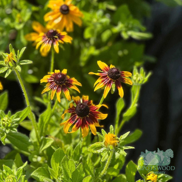 rudbeckia-hirta