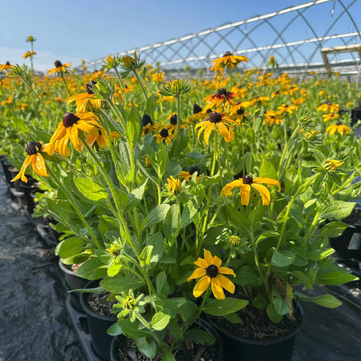 Black-eyed Susan