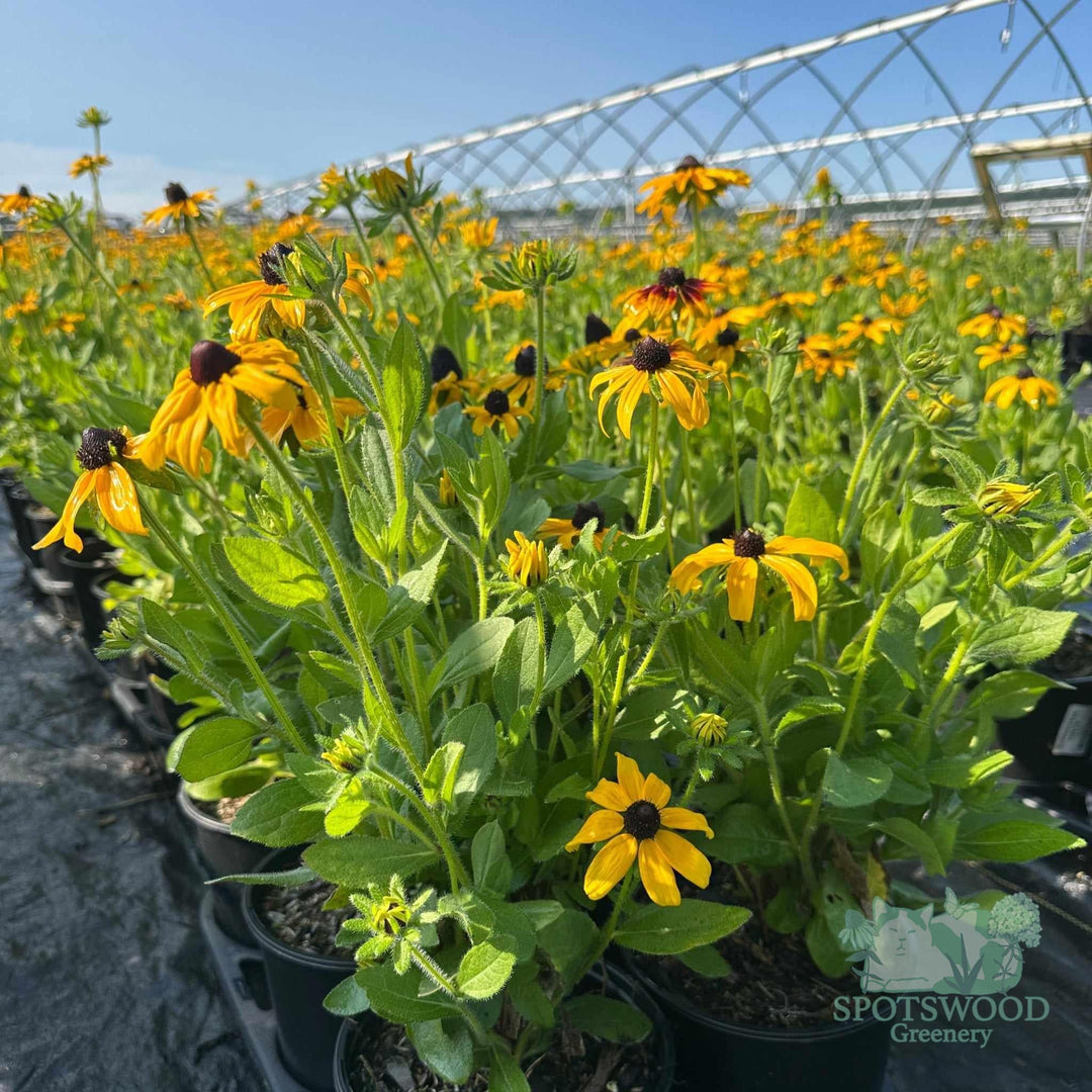 rudbeckia-hirta