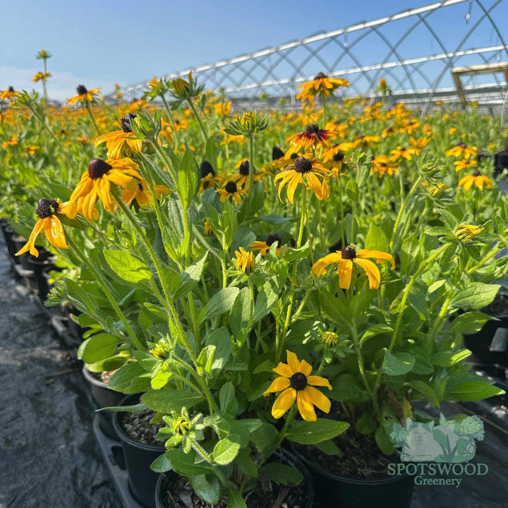 rudbeckia-hirta