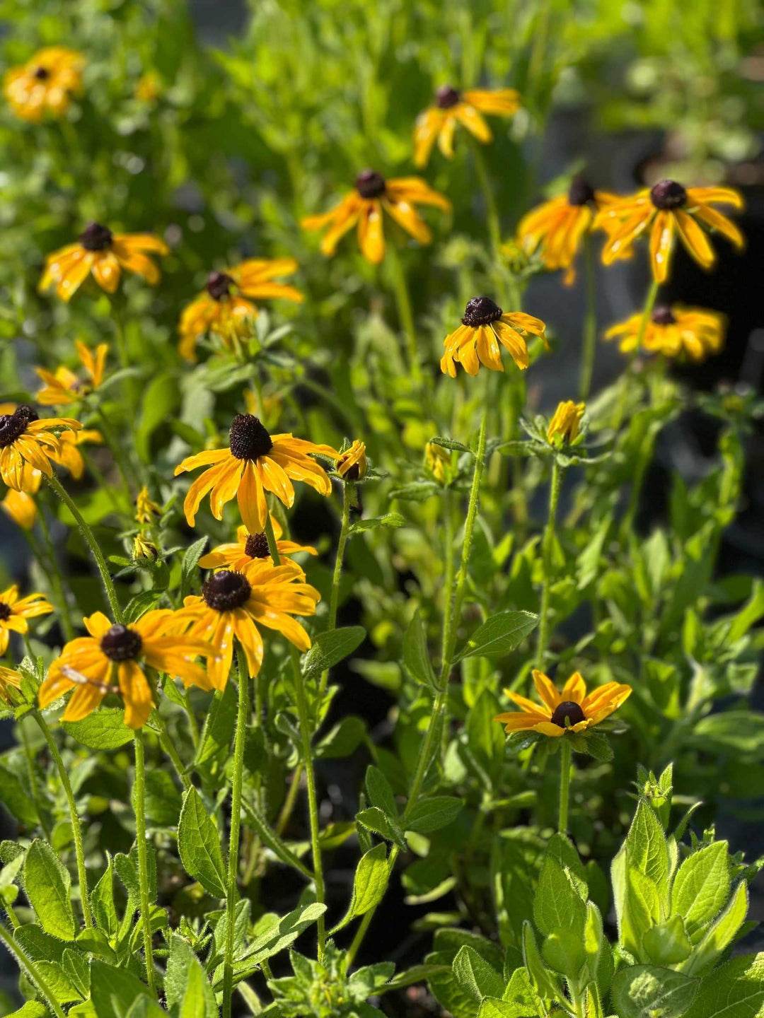 Black-eyed Susan