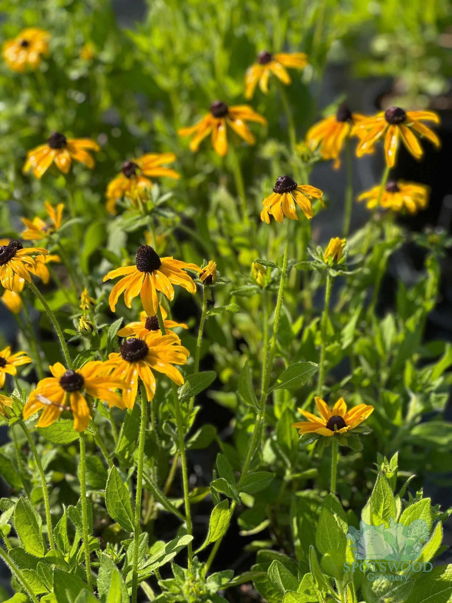 rudbeckia-hirta