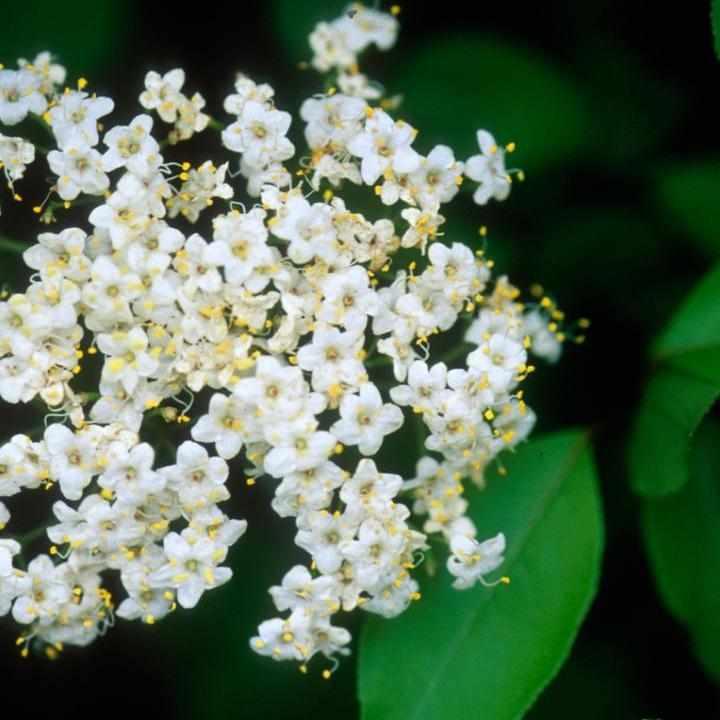 Blackhaw viburnum