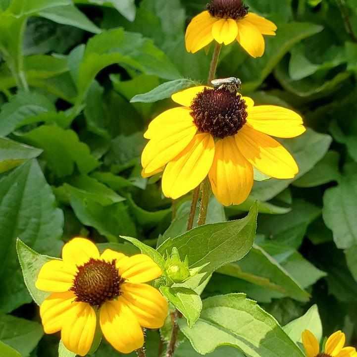 Blackjack Gold Black-Eyed Susan