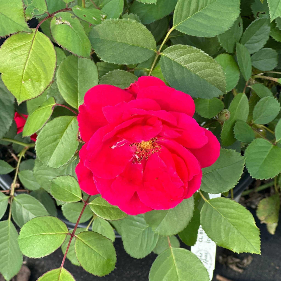 Blaze Climbing Rose