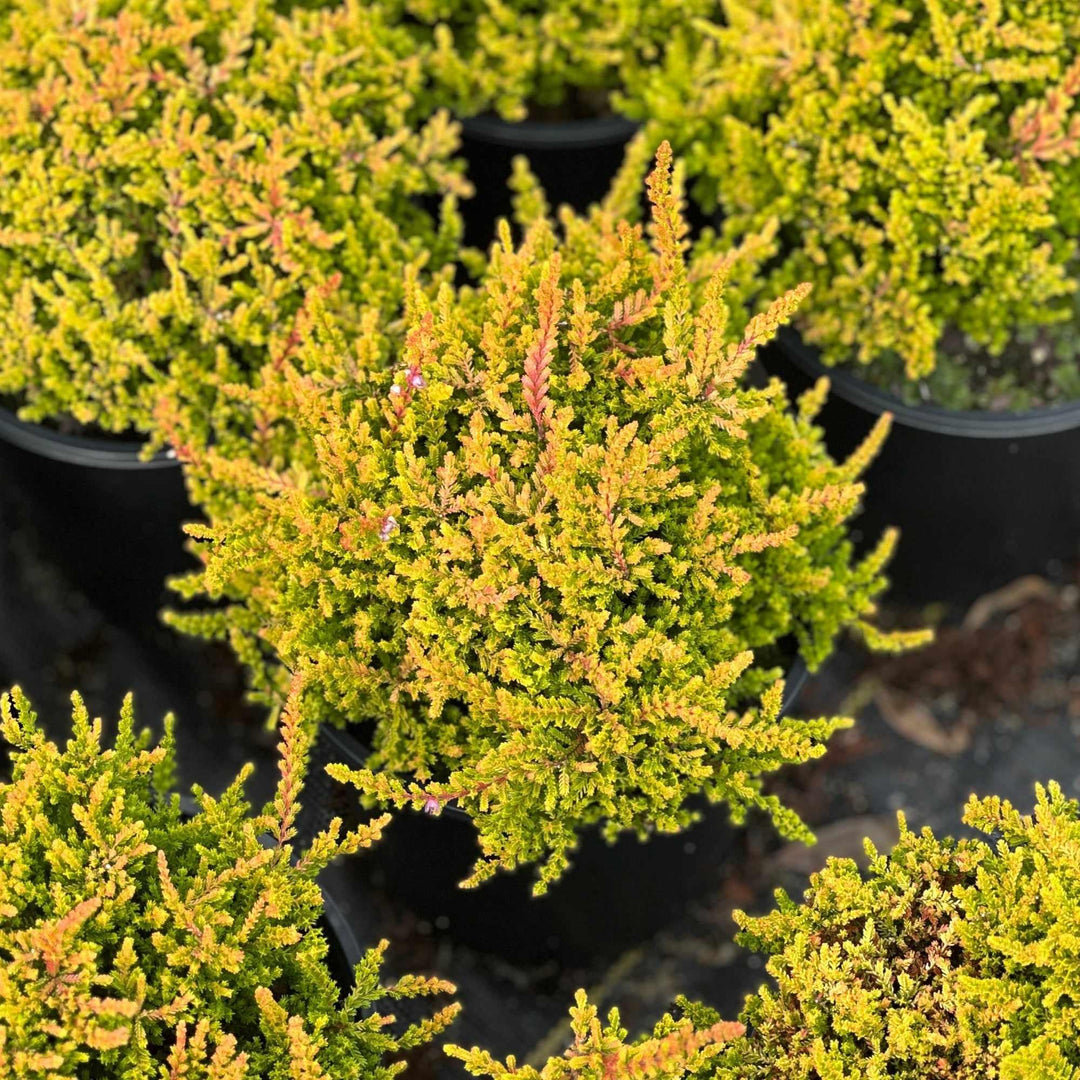 Blazeaway Heather