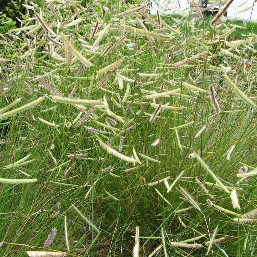 Blonde Ambition Blue Grama Grass
