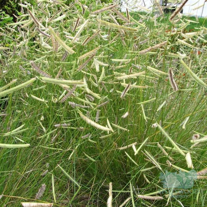 Blonde Ambition Blue Grama Grass