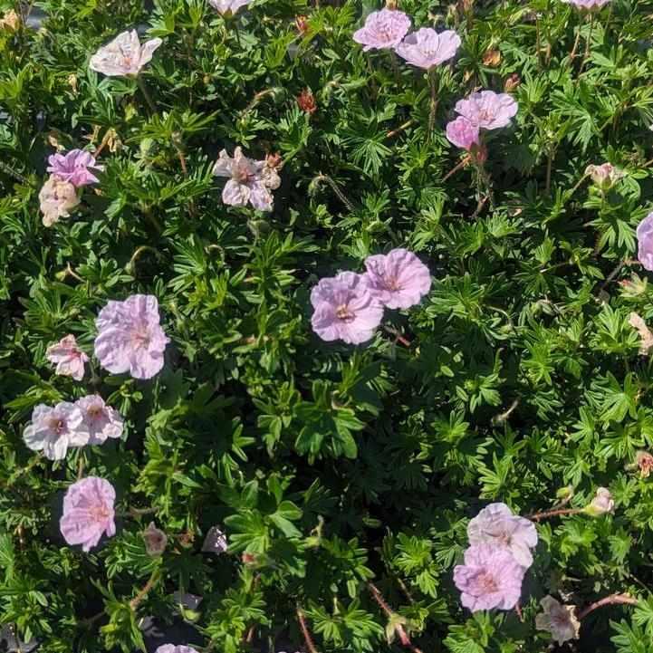 Bloody Cranesbill
