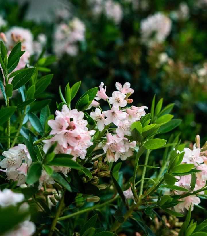 Bloombux® Blush Rhododendron