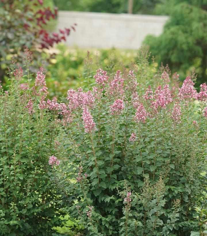 Bloomerang Ballet™ Reblooming Lilac