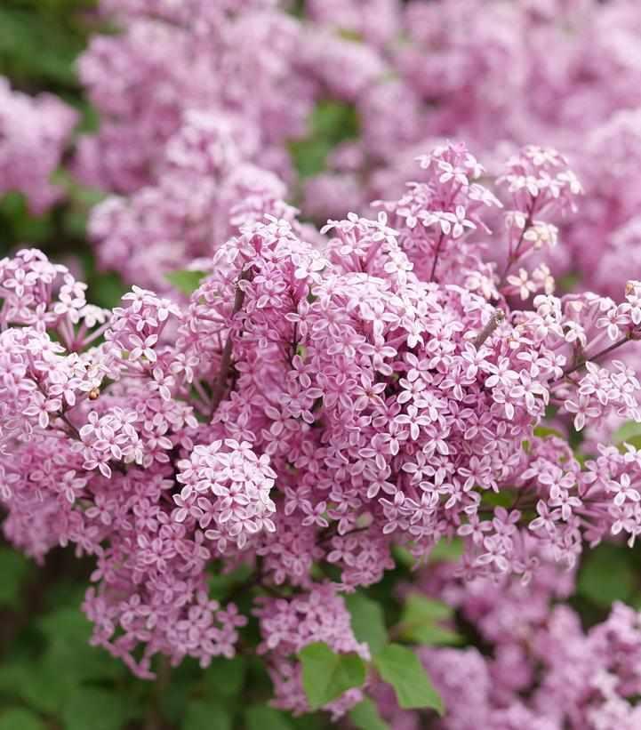 Bloomerang Purpink® Reblooming Lilac