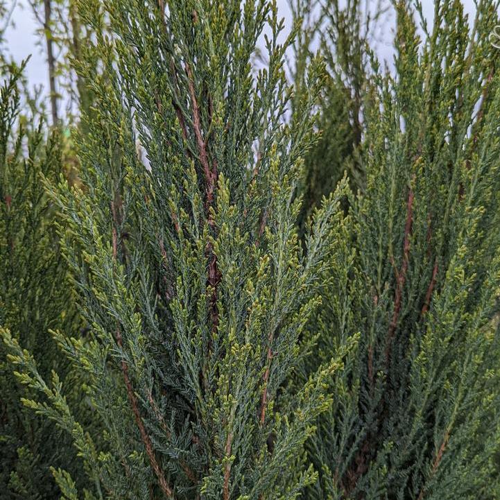 Blue Arrow Red Cedar